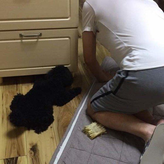 トイ・プードル