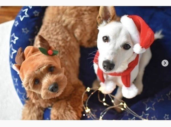 コスプレするジャック・ラッセル・テリアとコッカプー