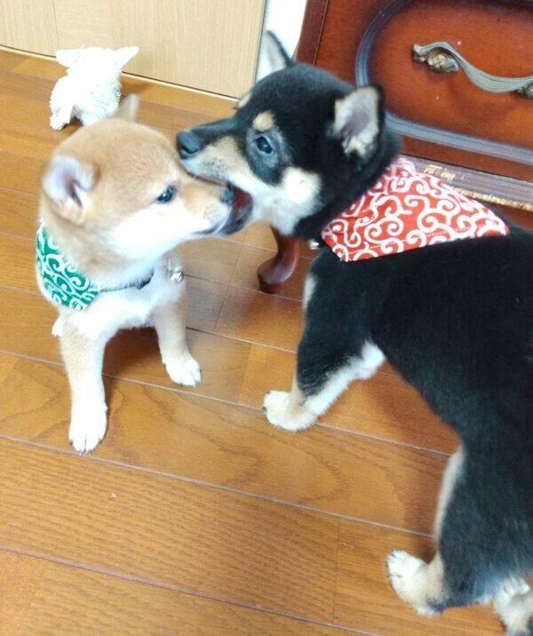 じゃれ合うさくらちゃん、ゆきちゃん