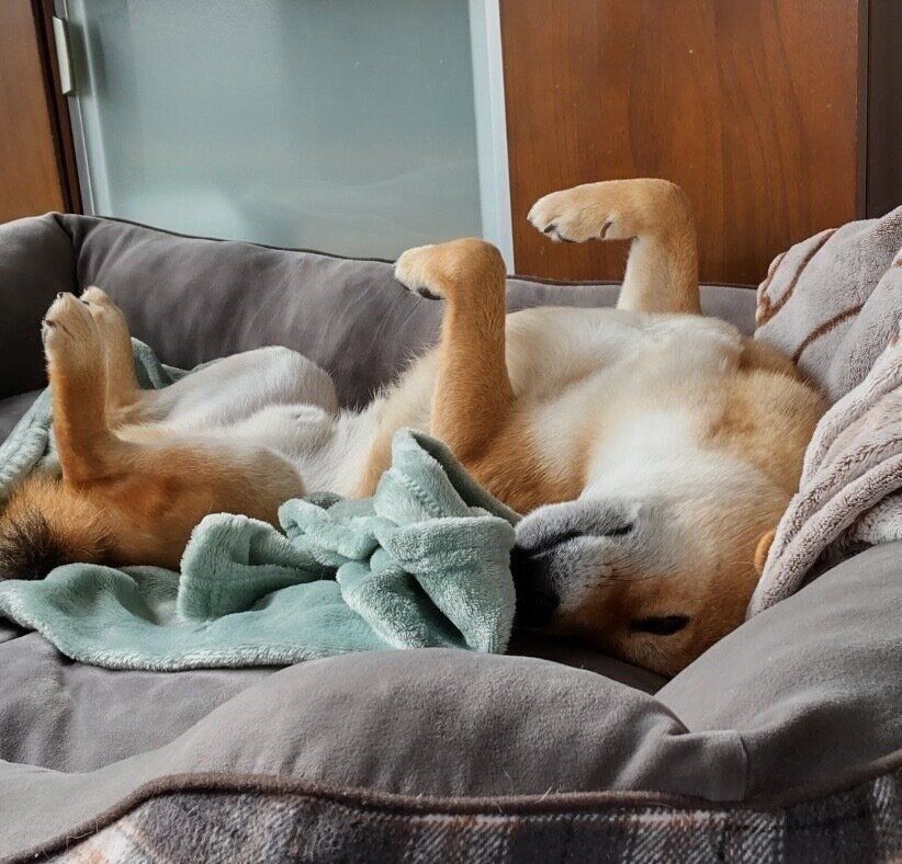 熟睡する福くん