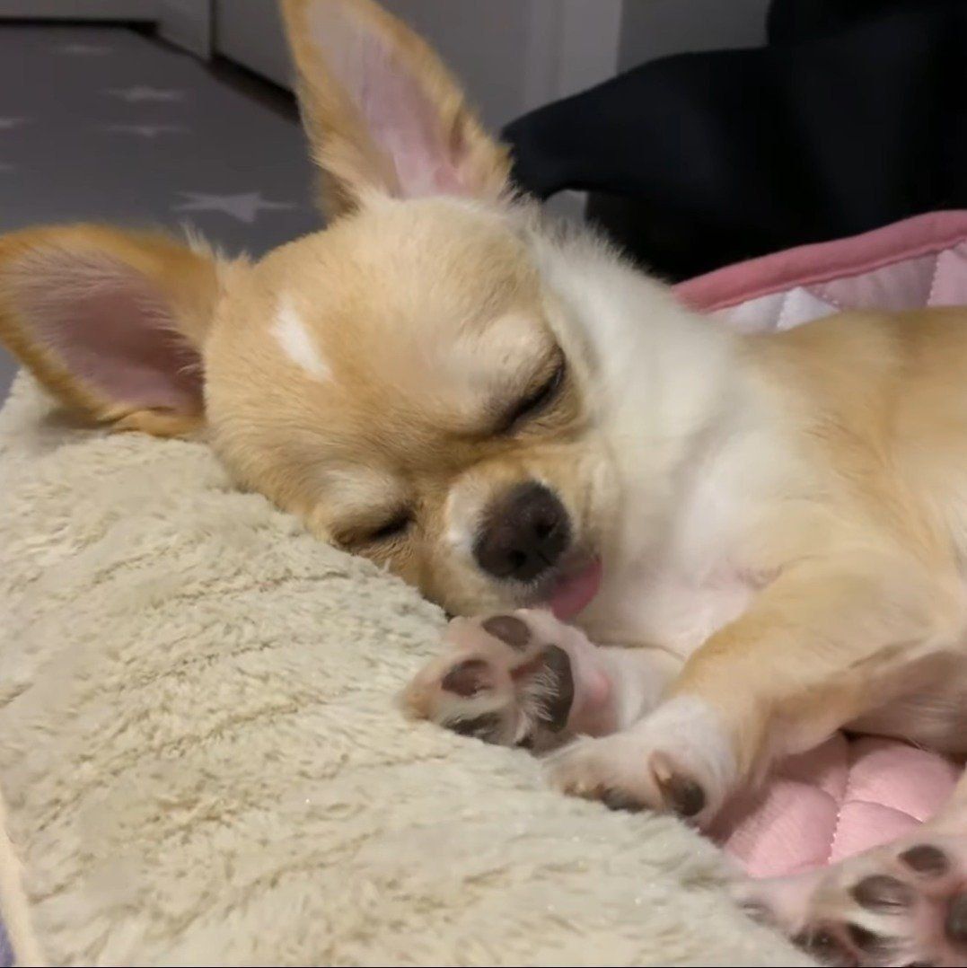 気持ちよさそうなみるくちゃん