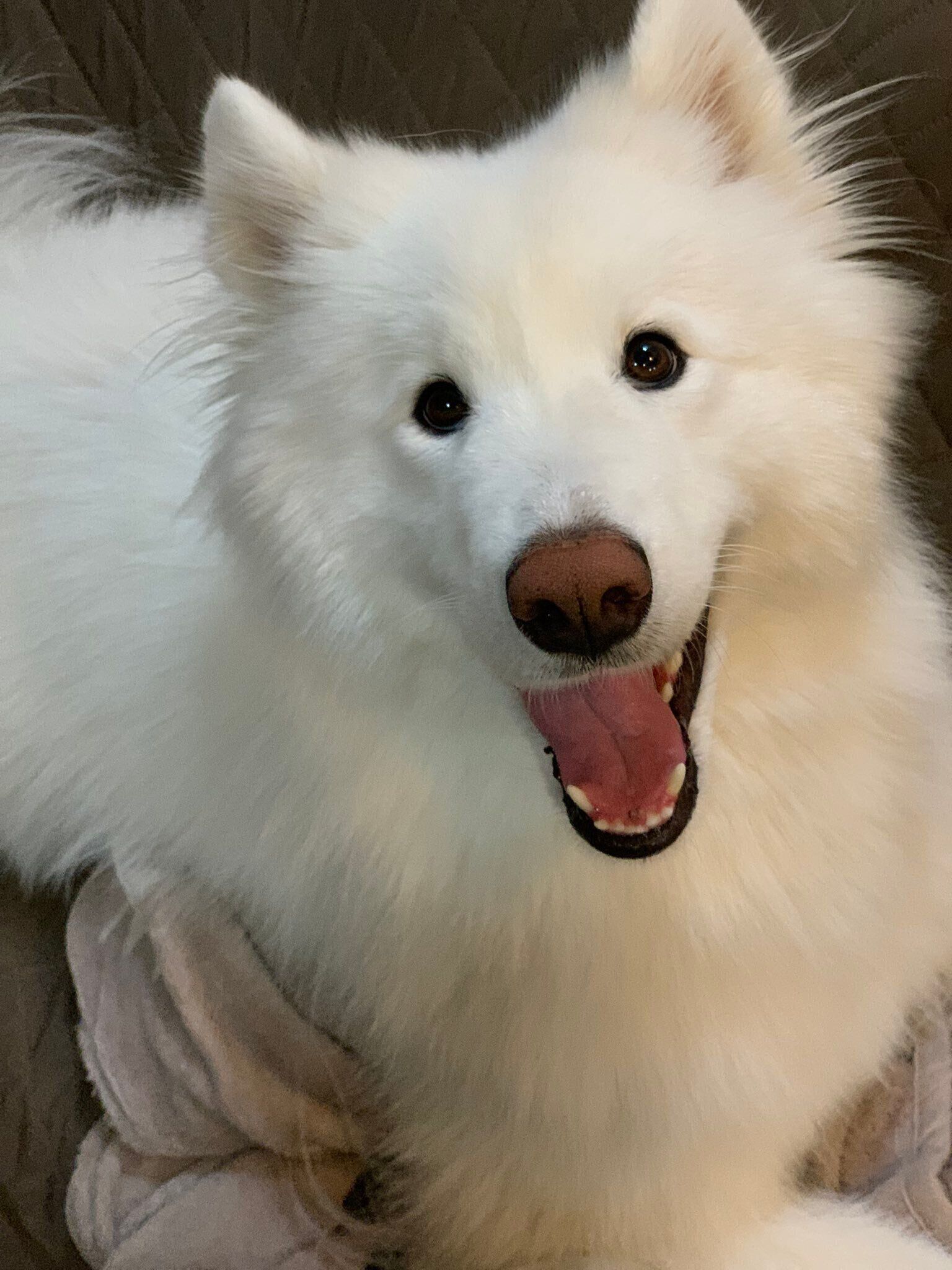 笑顔な様子のサモエド