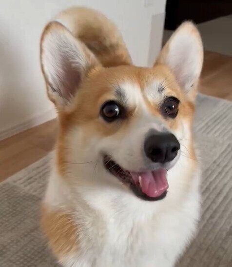 ボールで遊ぶぷーちゃん