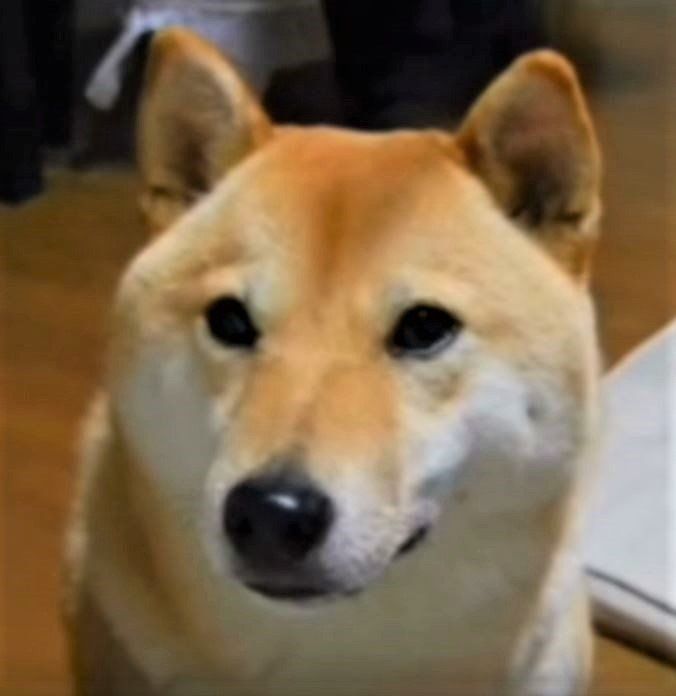 おねだりする柴犬