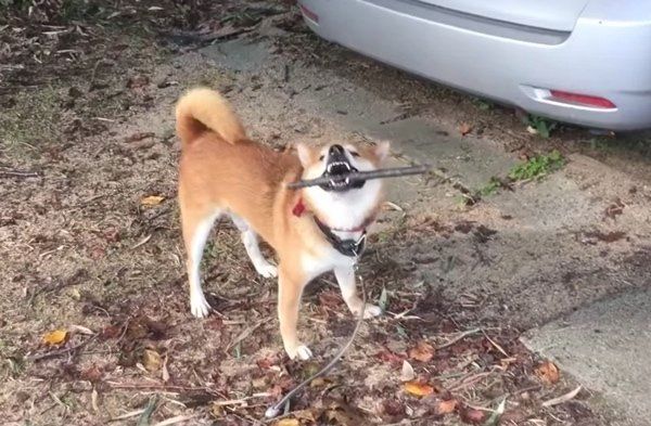 棒で遊ぶ柴犬