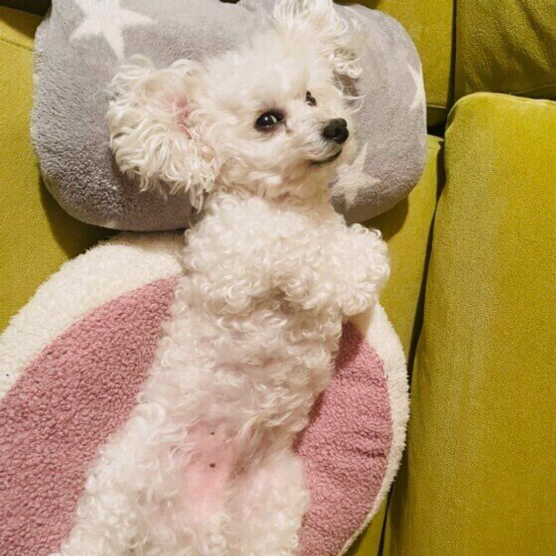 犬が なでられると喜ぶ のはなぜ 飼い主さん以外でも嬉しいのかどうか 獣医師が解説 いぬのきもちweb Magazine 犬が なでられると喜ぶ のはなぜ 飼い主さん以外でも嬉しいのかどうか 獣医師が解説 いぬのきもちweb Magazine