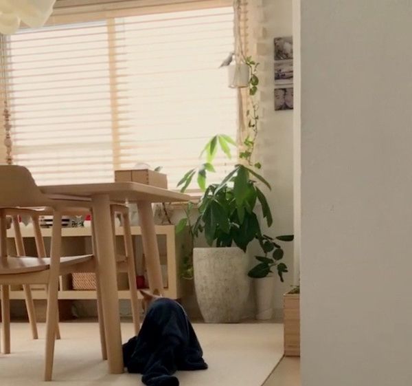 パジャマにもぐる犬