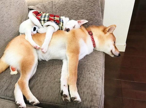 子犬のすずちゃんと先住犬のハルちゃん