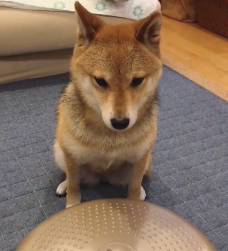 フクちゃんバランスディスクに挑戦します！