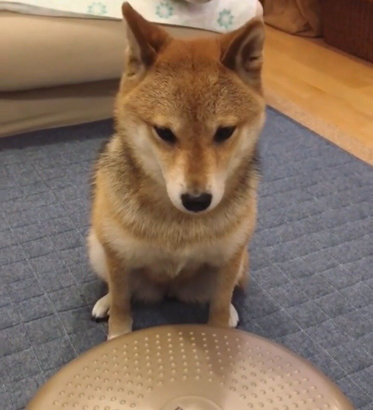 バランスディスクに挑戦する豆柴フクちゃんの困り顔がかわいすぎる いぬのきもちweb Magazine バランスディスクに挑戦する豆柴フクちゃんの困り顔がかわいすぎる いぬのきもちweb Magazine