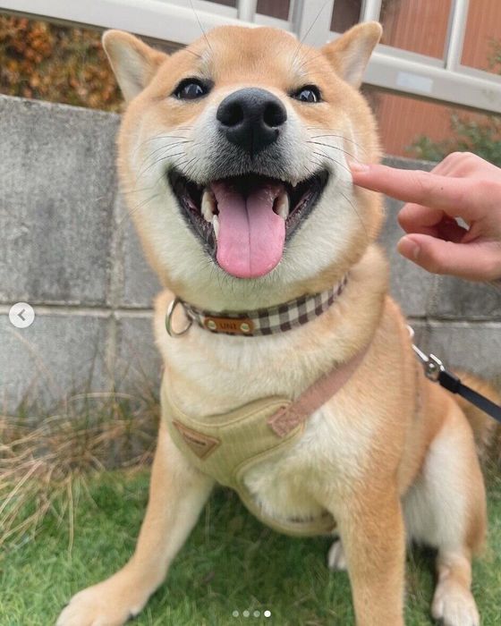 笑顔が可愛いうにちゃん