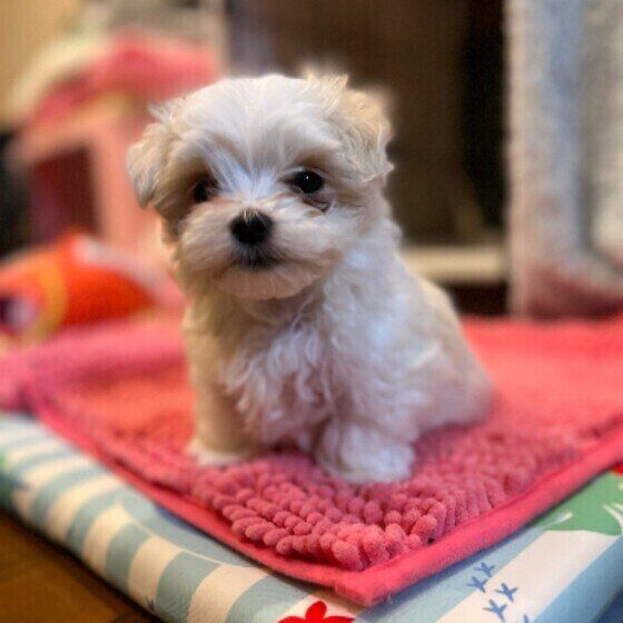 これぞ犬？ 犬ならでは犬の習性4つ いぬのきもち