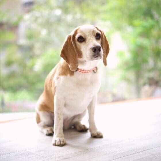 これって座り方のクセ？注意するべき犬の座り方とは いぬのきもち