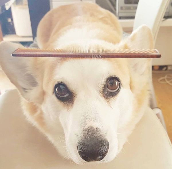 くしを頭に乗せるコーギー