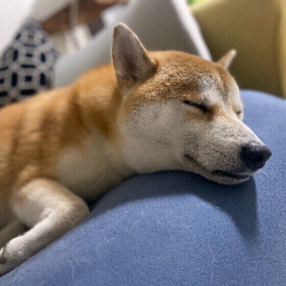 眠るペドロくん(柴)
