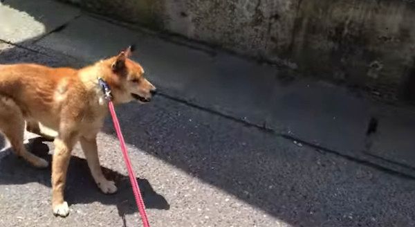 立ち止まる犬