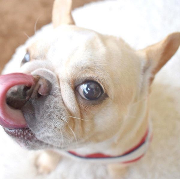 元繁殖犬・フレンチ・ブルドッグのもなちゃん