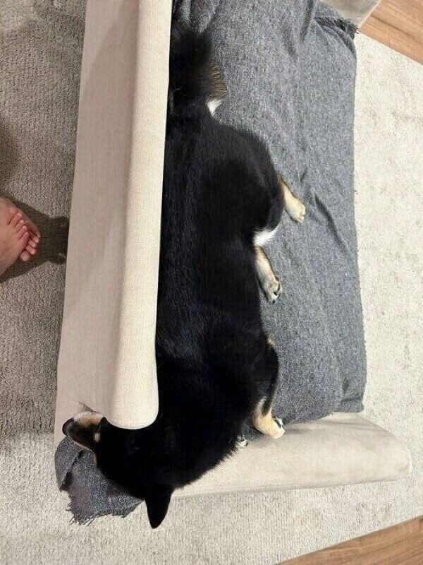 フシギな体勢で眠るめいちゃん