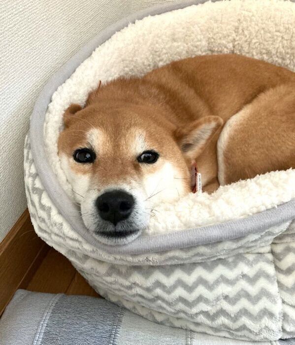 まったりするすずちゃん