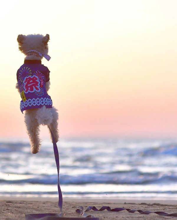 跳躍力がすごいトイ・プードル