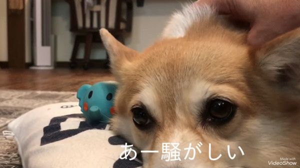 呆れるコーギー