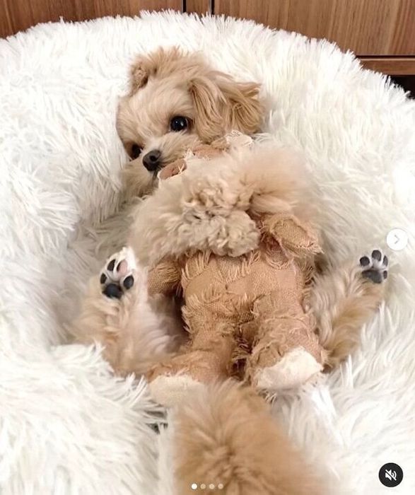 「くまさん」をギュッとするこむぎくん