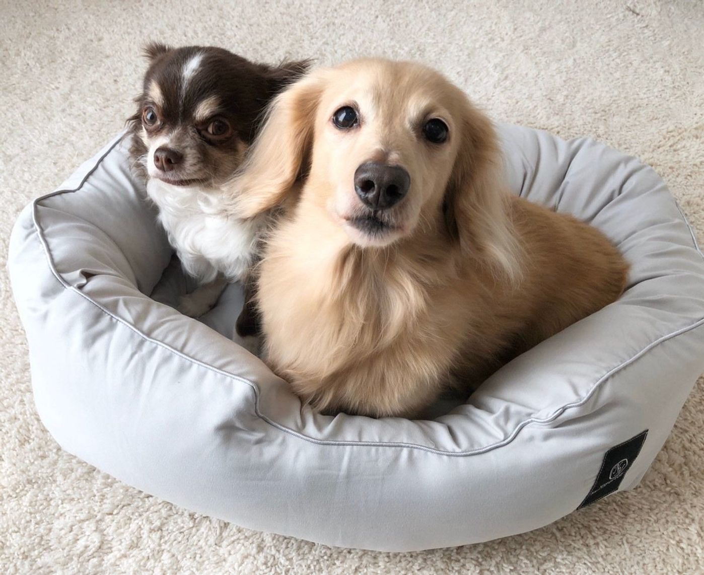 高級寝具みたい ニトリの防ダニ 消臭ペットベッドを愛犬が体験 いぬのきもちweb Magazine 高級寝具みたい ニトリの防ダニ 消臭ペットベッドを愛犬が体験 いぬのきもちweb Magazine