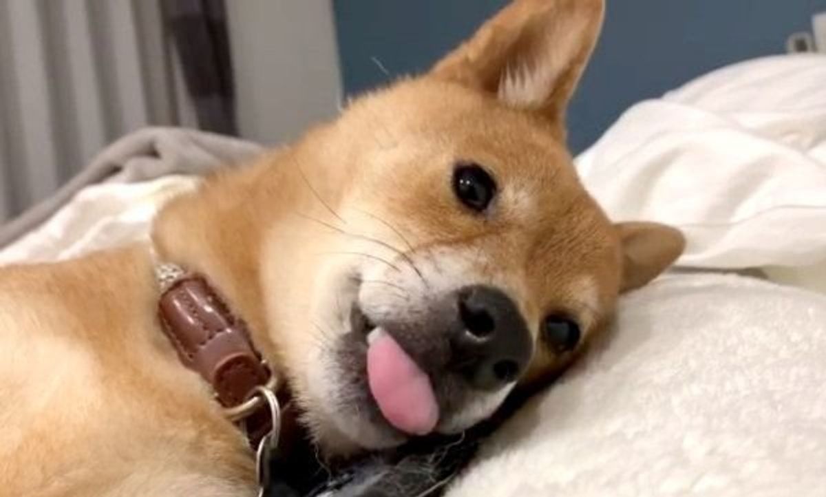 寝てる 起きてる 魂が抜けてる かのように眠る柴犬がかわいい いぬのきもちweb Magazine 寝てる 起きてる 魂が抜けてる かのように眠る柴犬がかわいい いぬのきもちweb Magazine