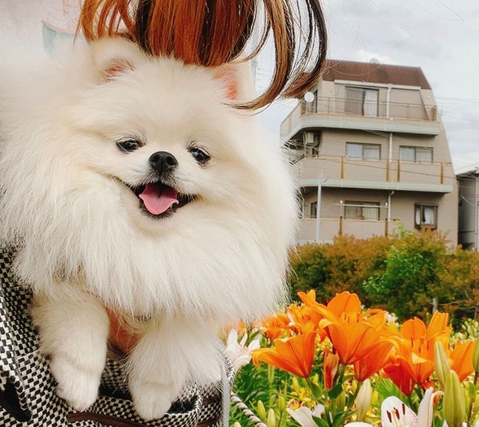 飼い主さんとお出かけを楽しむゆきみちゃん