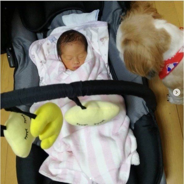 シー・ズーの小梅ちゃんと妹ももちゃんの日常