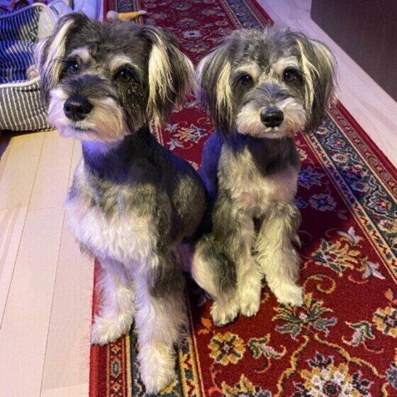 お座りするミニチュア・シュナウザー