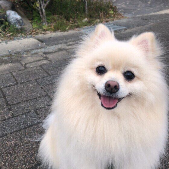 犬の心拍数と呼吸数の測り方は？知っておくと愛犬の健康管理に役立つ いぬのきもち