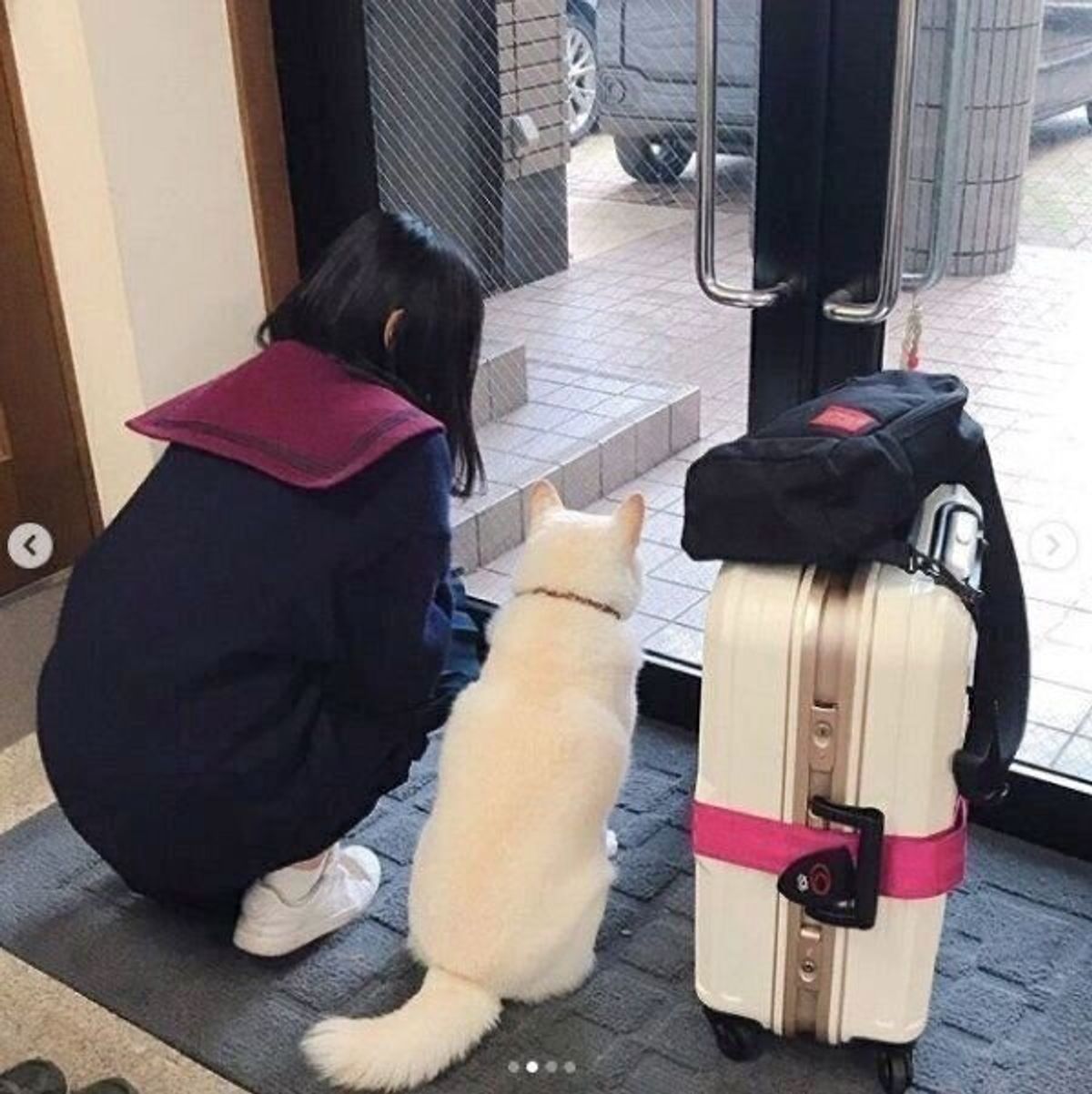 大好きなお姉ちゃんとしばしの別れ 柴犬の 見送る後ろ姿 に思わずホロリ いぬのきもちweb Magazine 大好きなお姉ちゃんとしばしの別れ 柴犬の 見送る後ろ姿 に思わずホロリ いぬのきもちweb Magazine