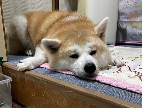 パパさんの帰りを待つももちゃん