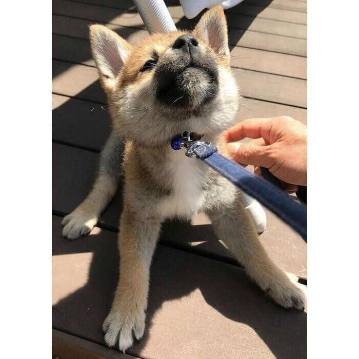 初「拒否柴」をするねぎちゃん