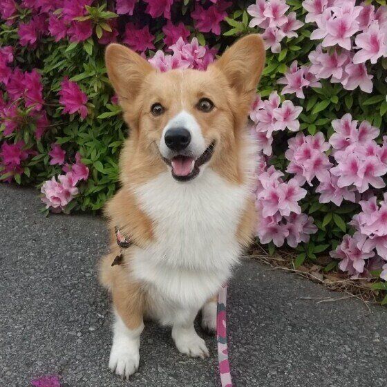 ウェルシュ・コーギー・ペンブロークのさくらちゃん