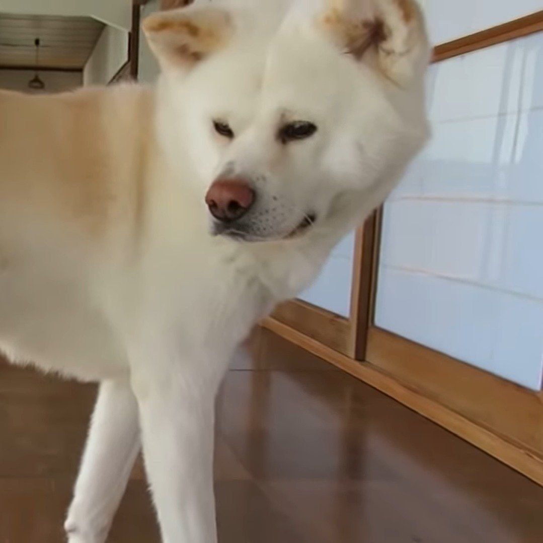 どこ吹く風、なゆうきくん