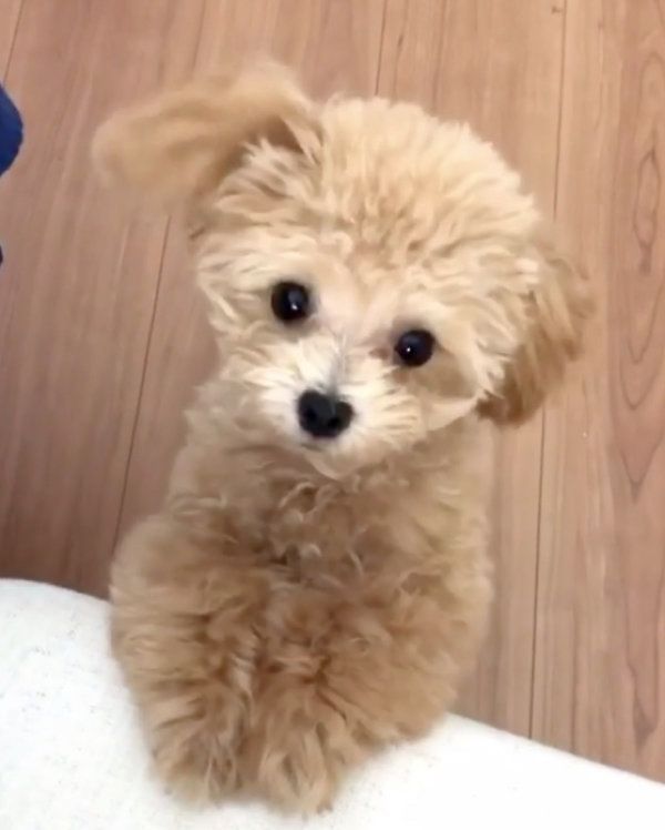 おねだりするティーカッププードル