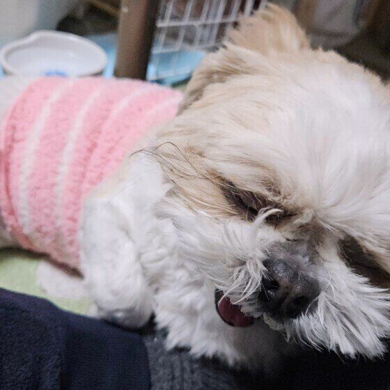 腹巻をするシーズー！