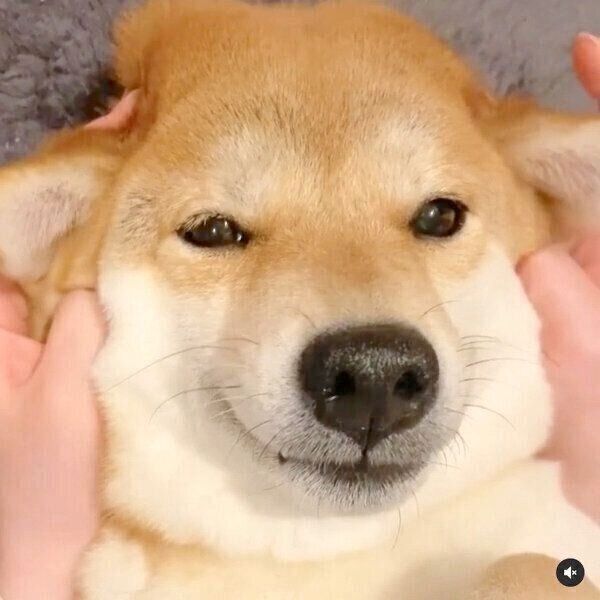 まったりするユクちゃん