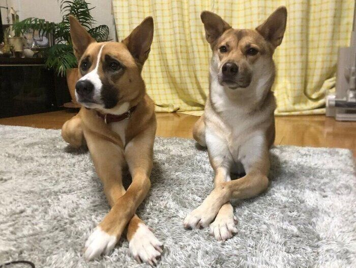 ゴハンのトッピング待ちをするあんこちゃん、もちちゃん