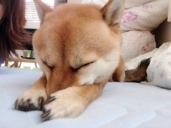 ぼたんちゃん  柴