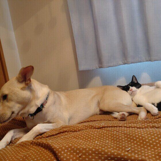 MIXのマイローくんと同居猫ちゃん