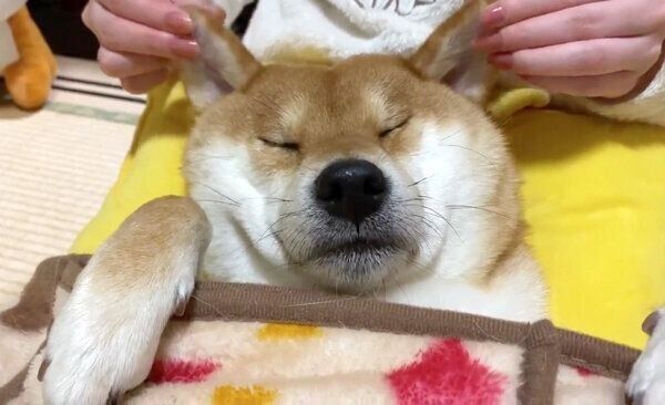 マッサージをしてもらうゆきちゃん