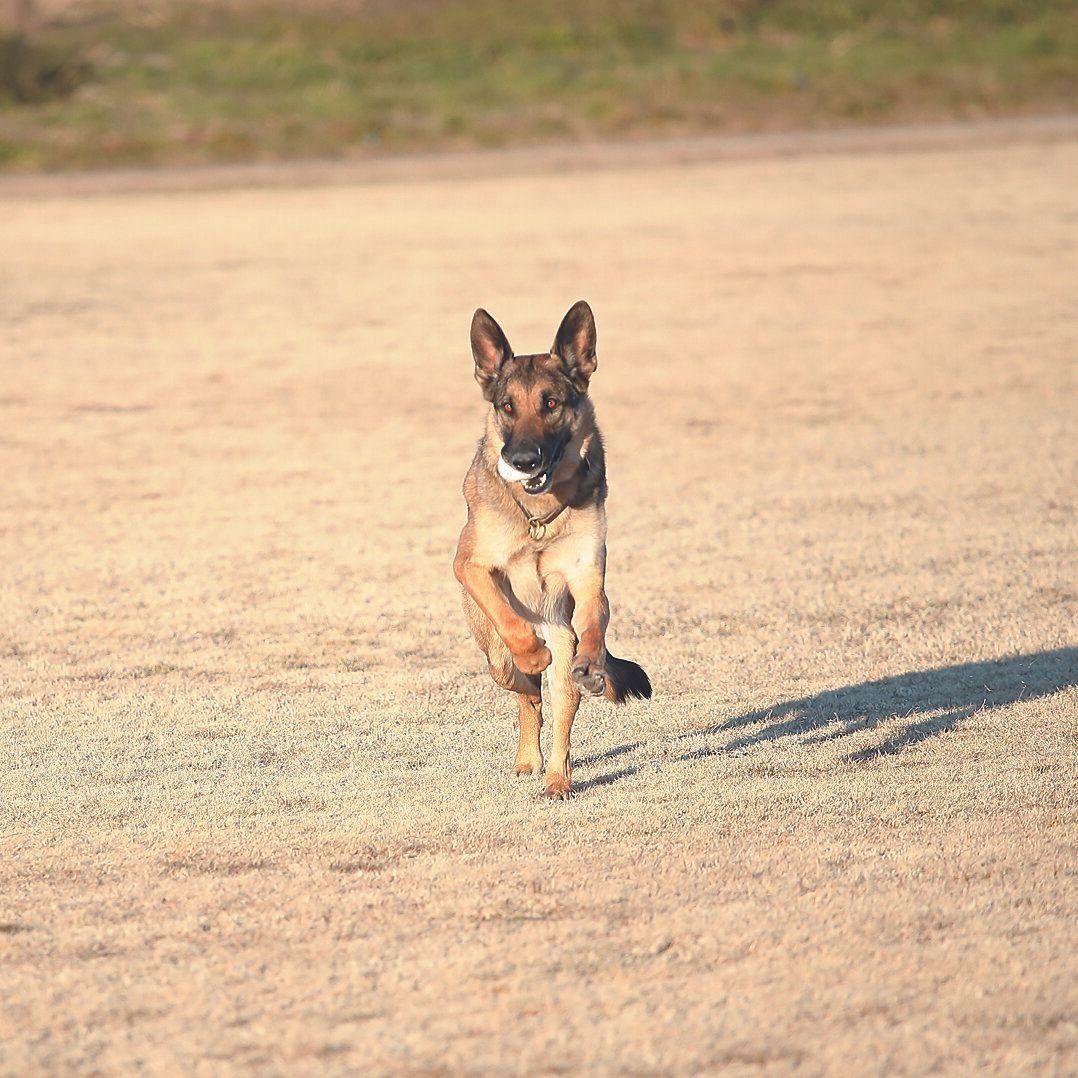 ボール遊びが大好きなロデムくん。全速力でのボール遊びが筋力アップにつながります