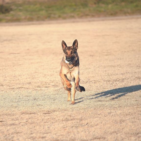 ボール遊びが大好きなロデムくん。全速力でのボール遊びが筋力アップにつながります