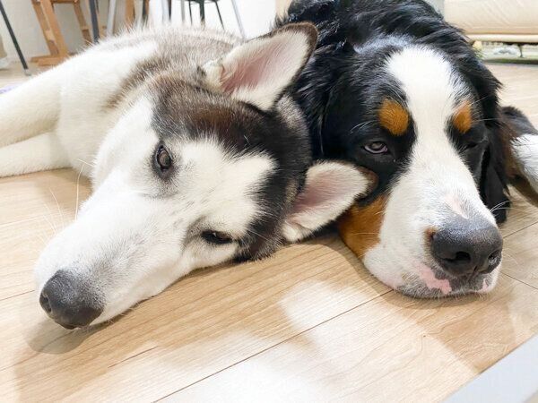 仲良くくつろぐシルバくん、ダンテくん