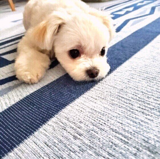 マルチーズのはなちゃん