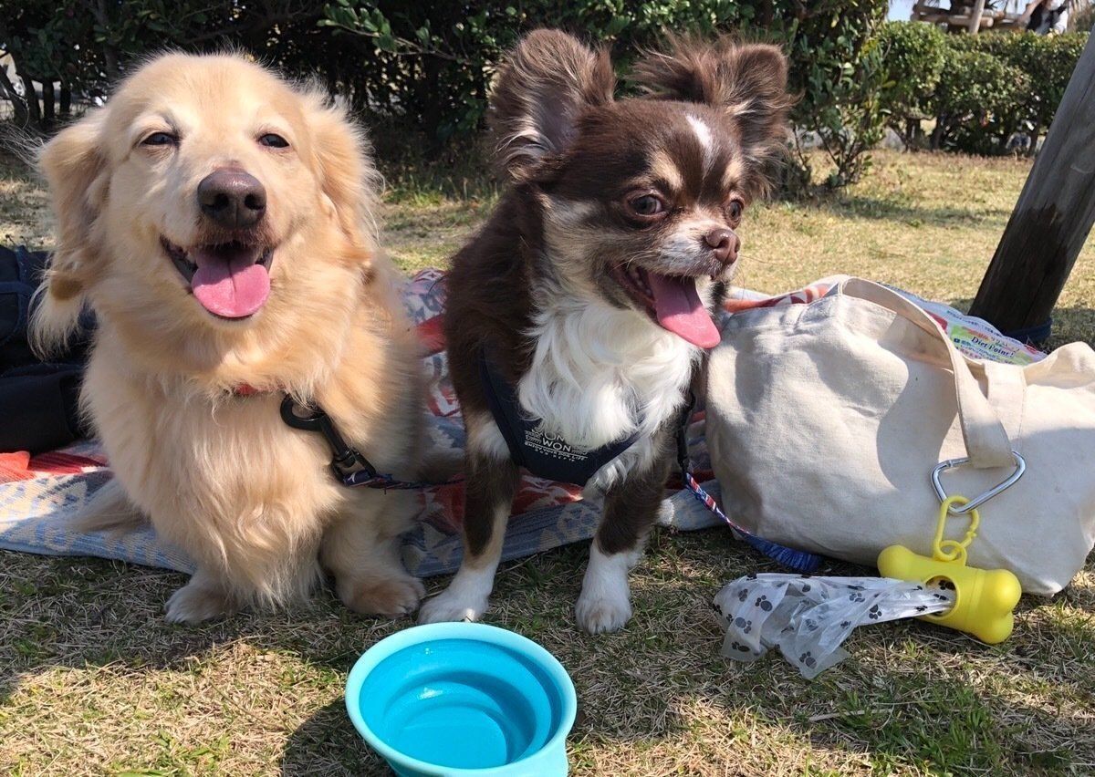 楽しいピクニック