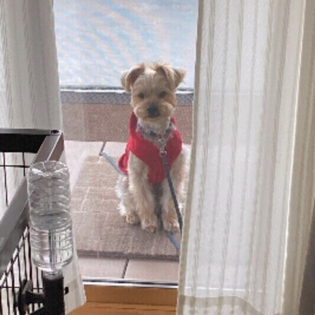 出待ち犬は忠犬なの 飼い主さんを出待ちする犬の気持ちについて いぬのきもちweb Magazine 出待ち犬は忠犬なの 飼い主さんを出待ちする犬の気持ちについて いぬのきもちweb Magazine